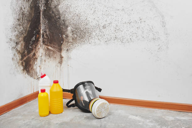 Best Commercial Mold Removal  in Annetta, TX