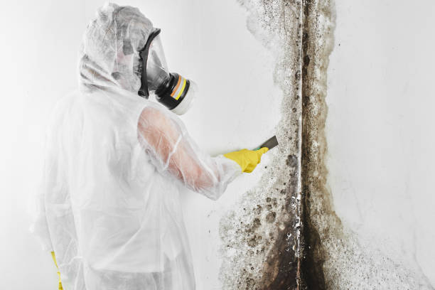 Best Best Mold Removal Companies  in Annetta, TX