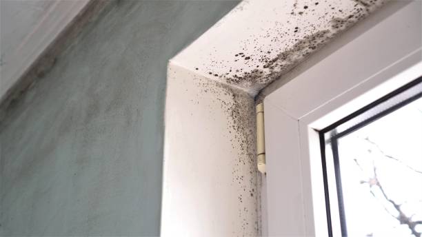 Best Mold Testing  in Annetta, TX