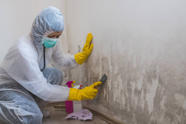 Best Attic Mold Removal  in Annetta, TX