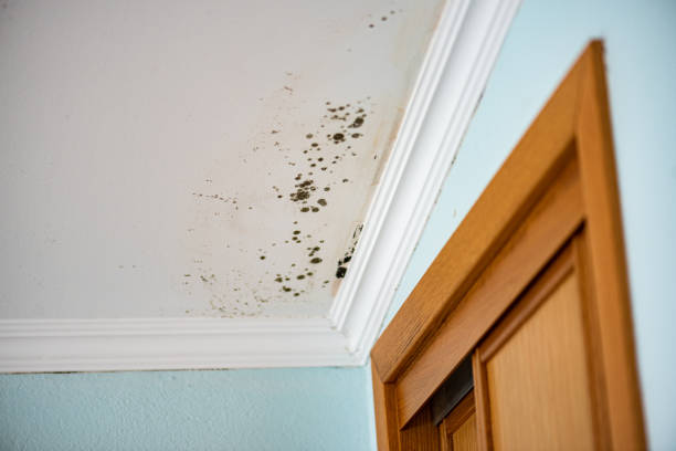 Best Professional Mold Removal  in Annetta, TX