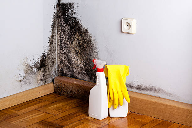 Best Home Mold Removal  in Annetta, TX