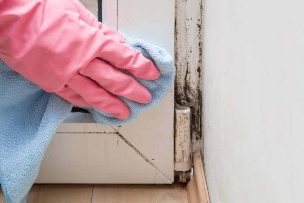 Best Mold Cleaning Services  in Annetta, TX